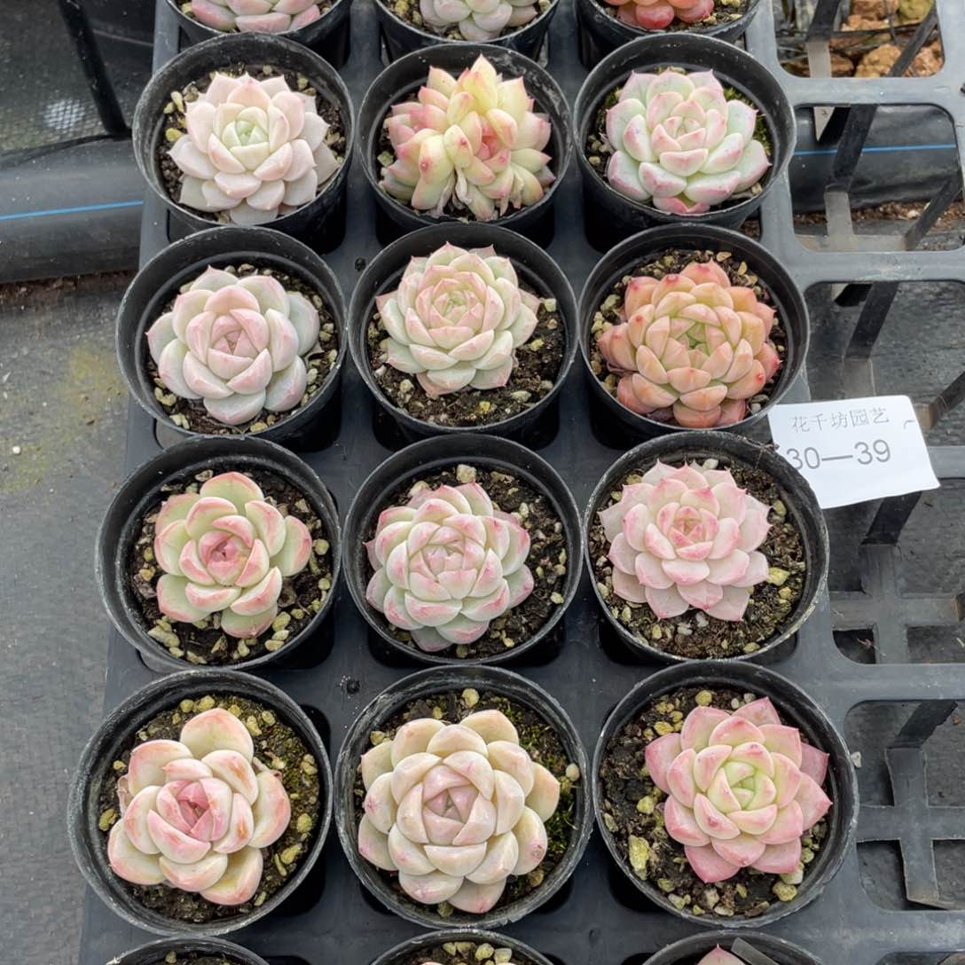 一物一拍18颗30-39