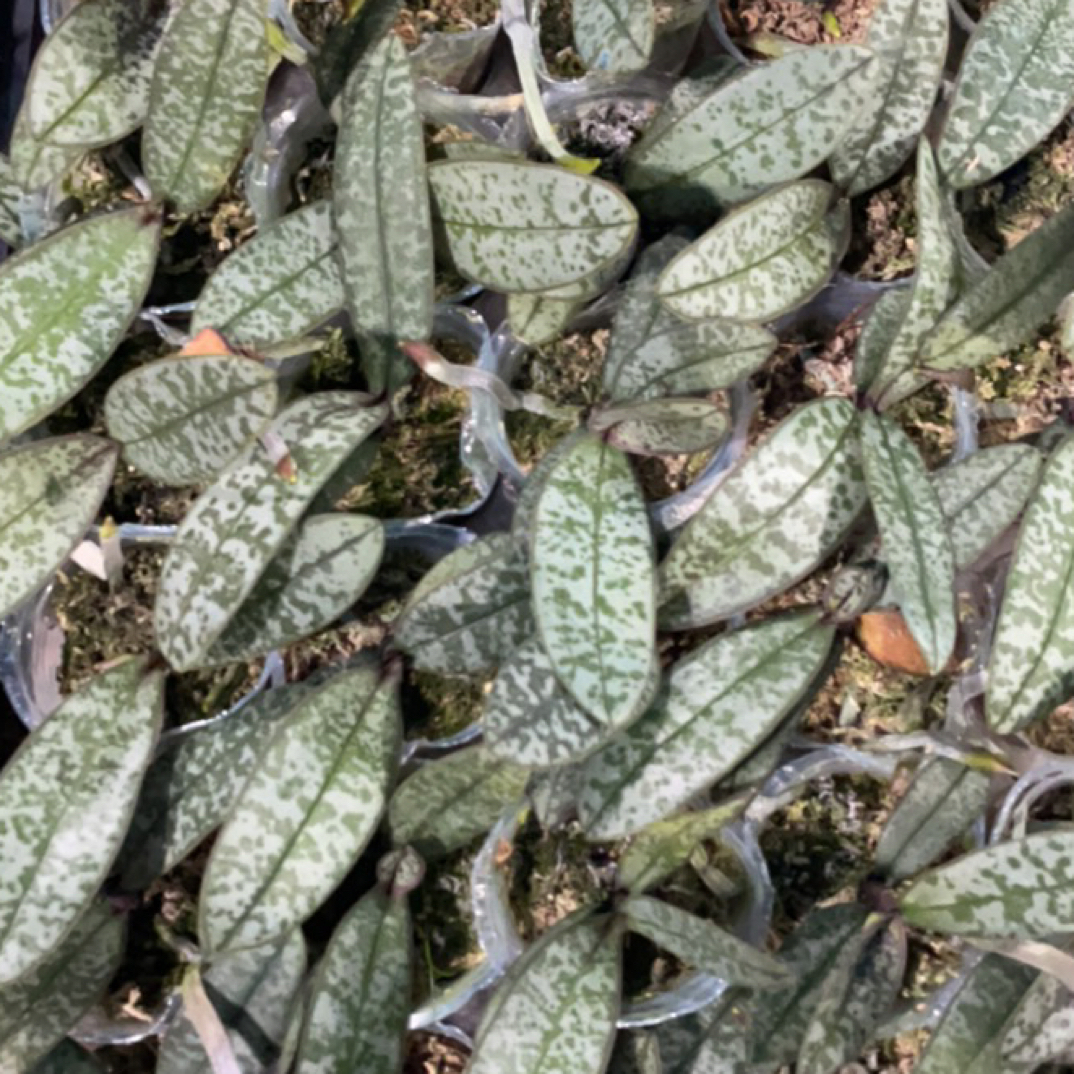 蝴蝶兰【008西】1.7寸杯嫌小勿拍