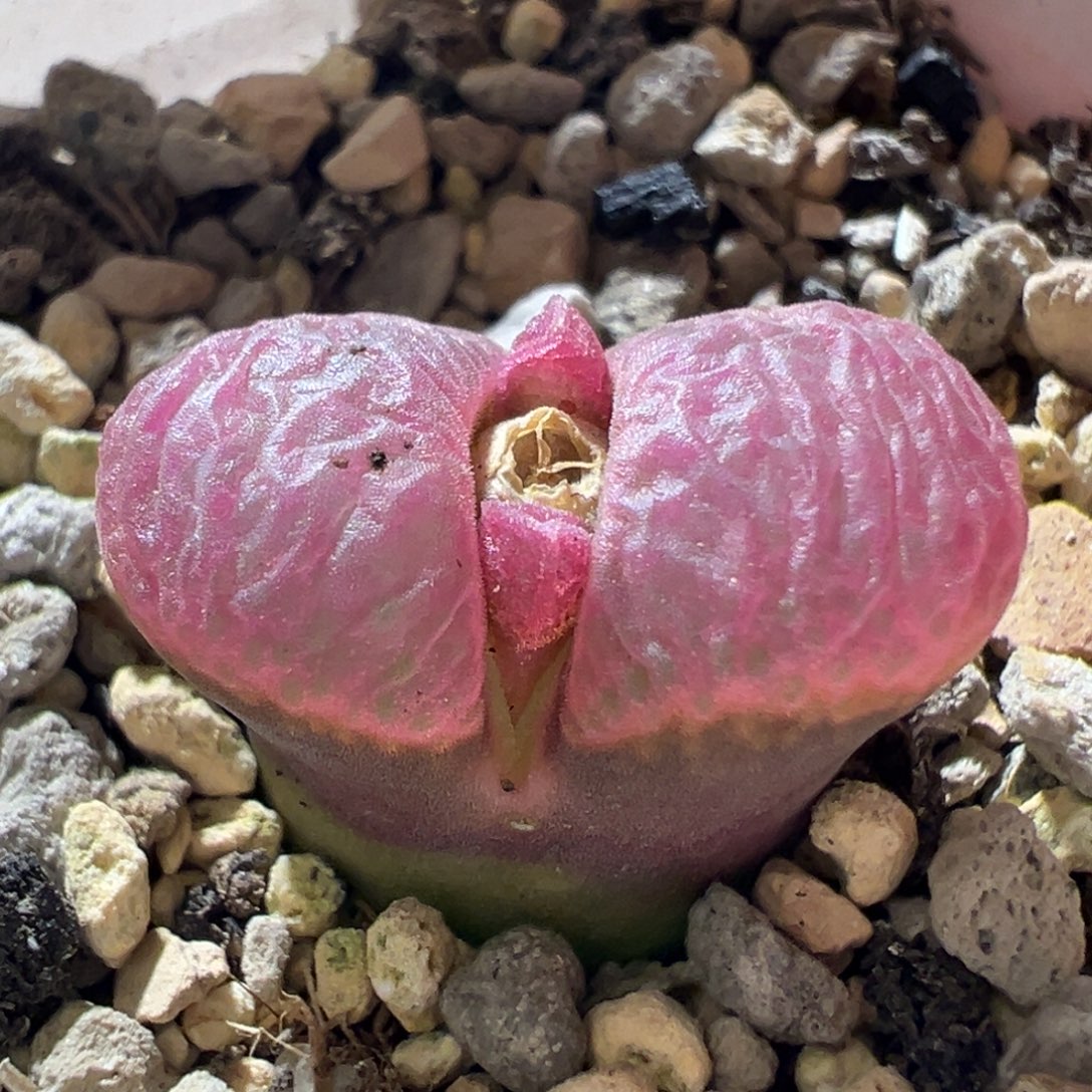 玫红色 翻窗 超美 好看 04