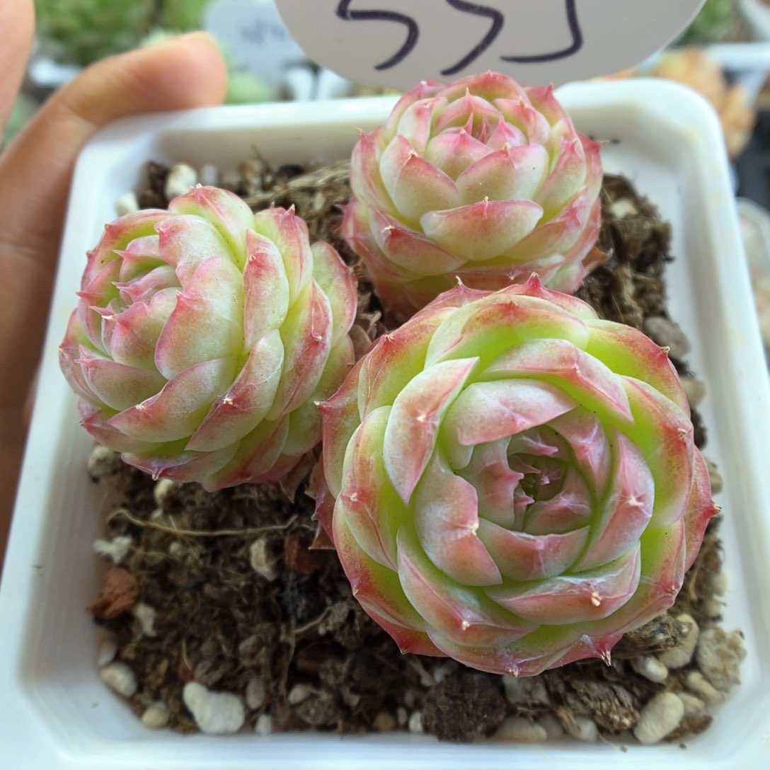 蔷薇珍妮群生可拍335号。 