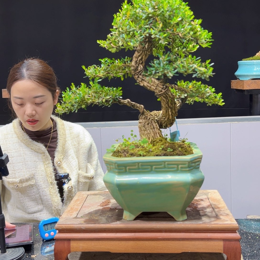 黄杨盆景老桩四季长青