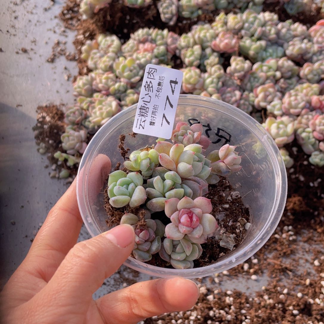 时***光云糖心多肉植物774