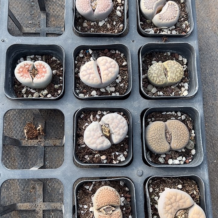 秋***凉9颗生石花，一物一拍