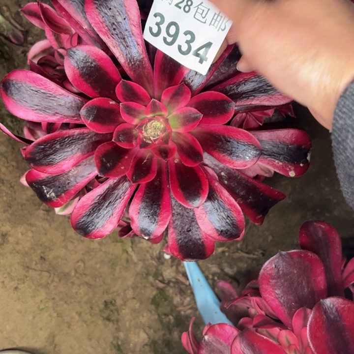 3934美杜莎多肉植物