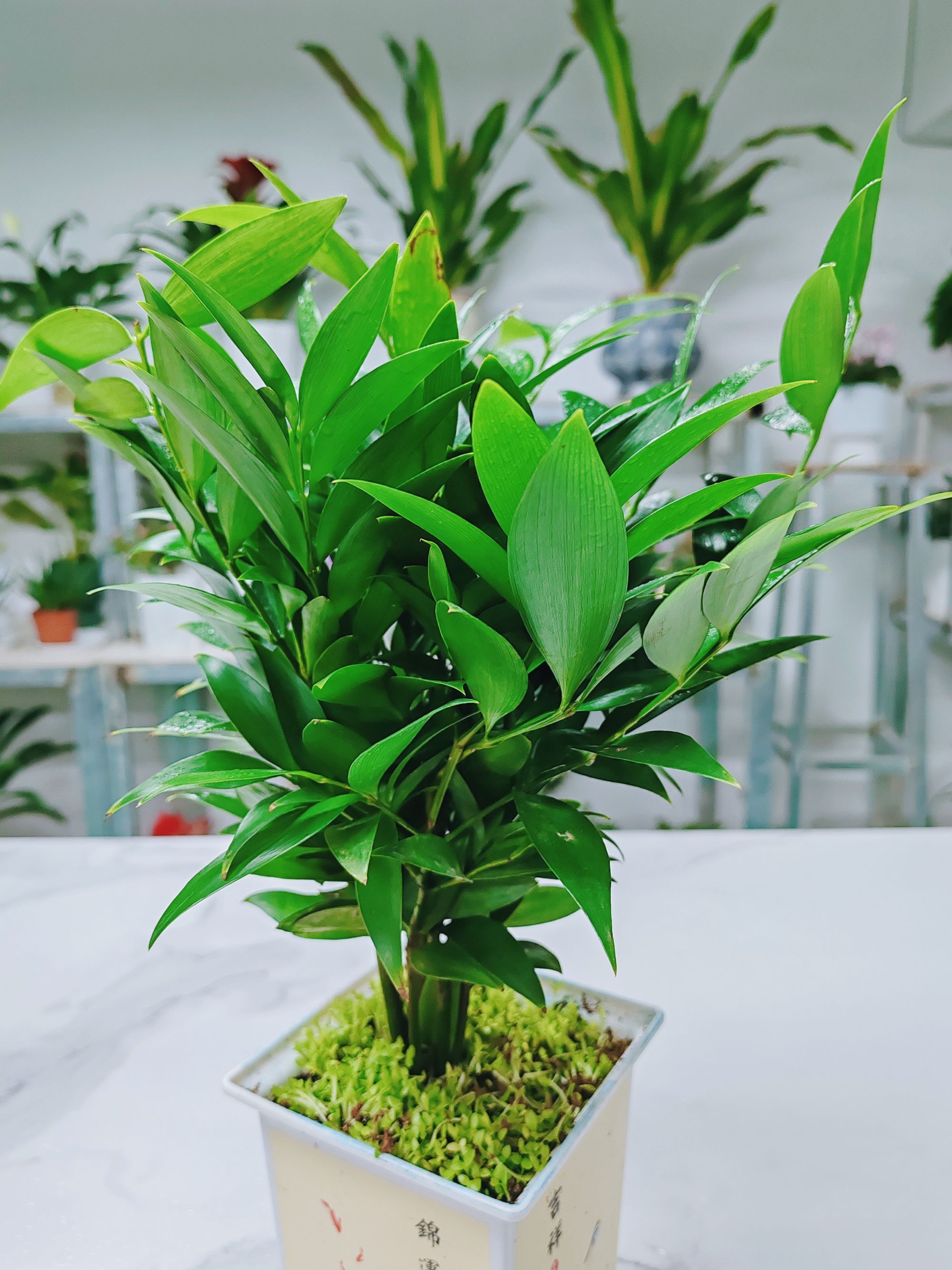 【竹柏】四季常青盆栽好养易活绿植办公室客厅阳台桌面驱蚊净化空气