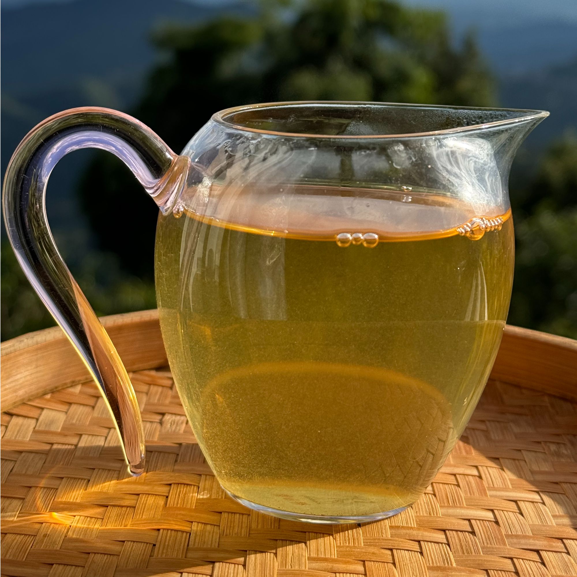 2024年糯伍春茶古树