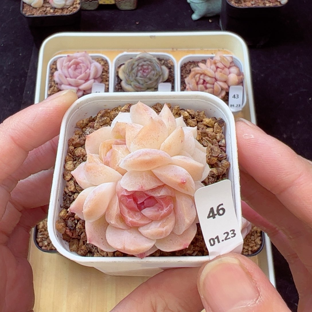 梦幻46、哈哈哈哈