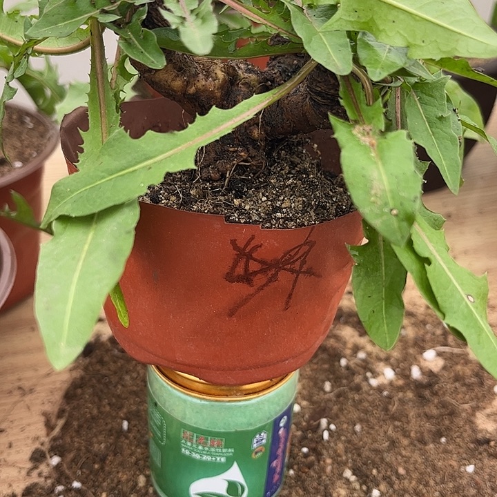 当前无花栽培后可以开花零下十度不要拍千层黄色蒲公英7号