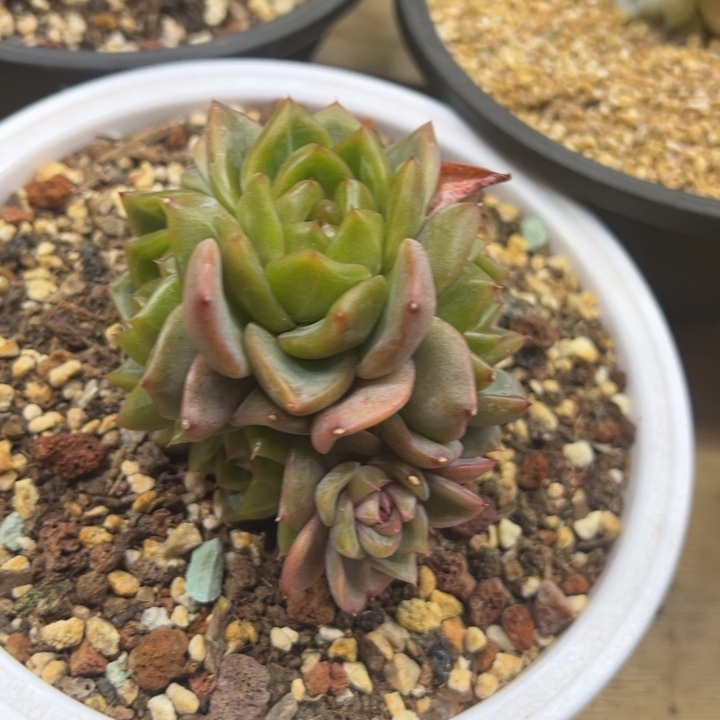钻石珍妮 夏鸣园艺
