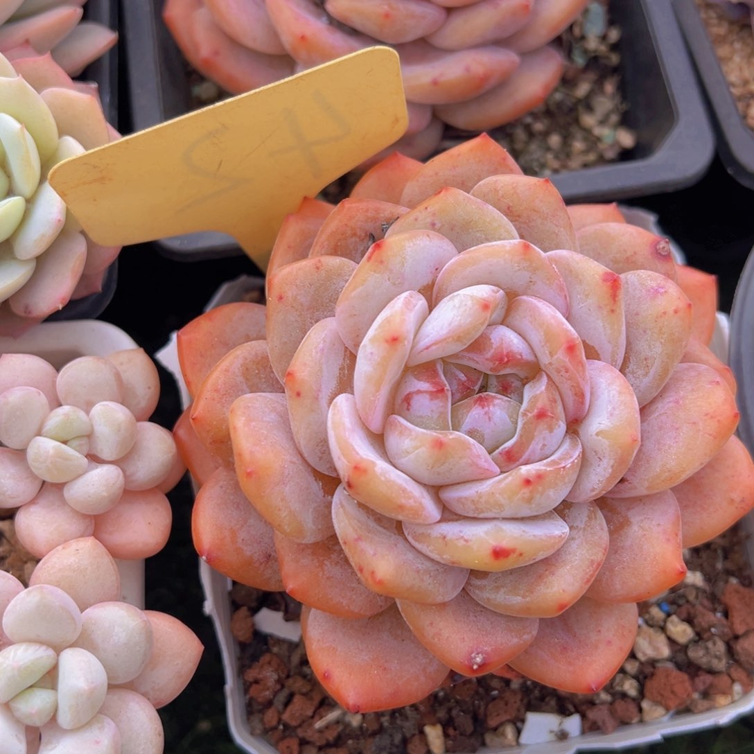 香玉的故事是一个人的故事吗