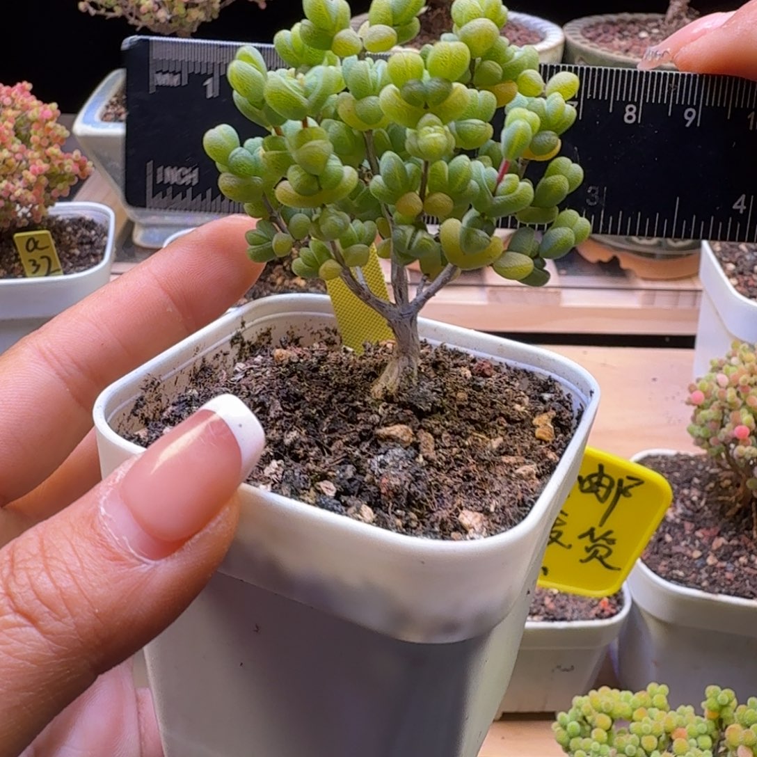 a342后元宝冠服5.5厘米左右