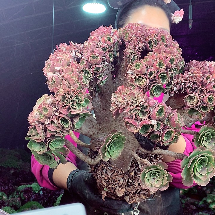 柒柒精品多肉脱土发货不包断侧枝851