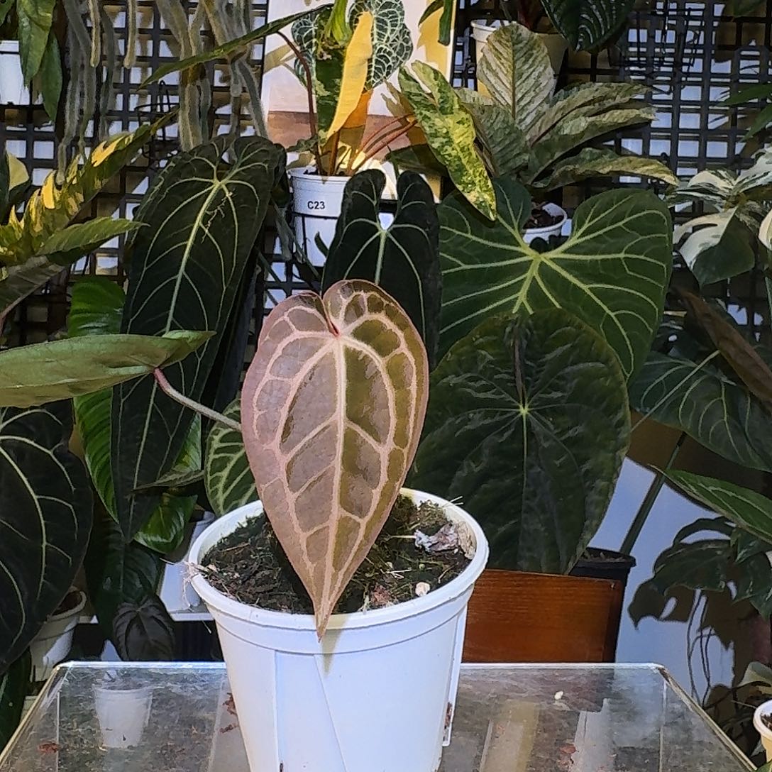 完全开放树莓杂极致小钻石