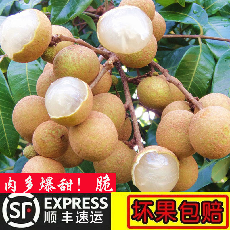 【顺丰助农】现摘龙眼新鲜整箱当季水果石硖储良桂圆龙眼爆甜4/6斤