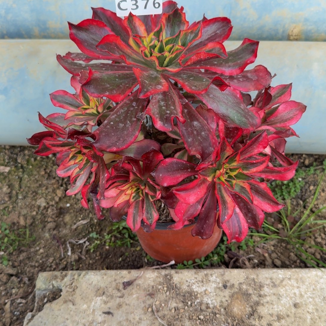 376魅影。多肉植物