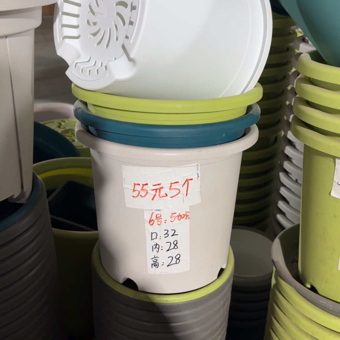 四季6#口径32无拖果绿10个