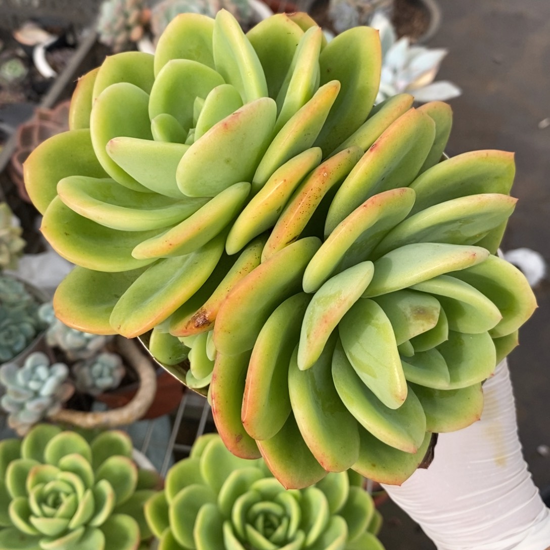 5803柠檬茶一物一拍