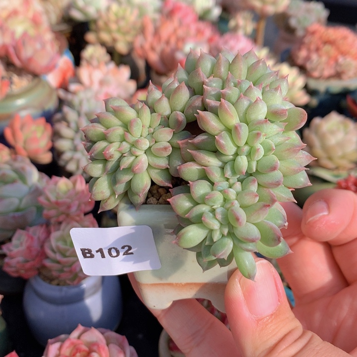 一物一拍含盆土满38包邮B102