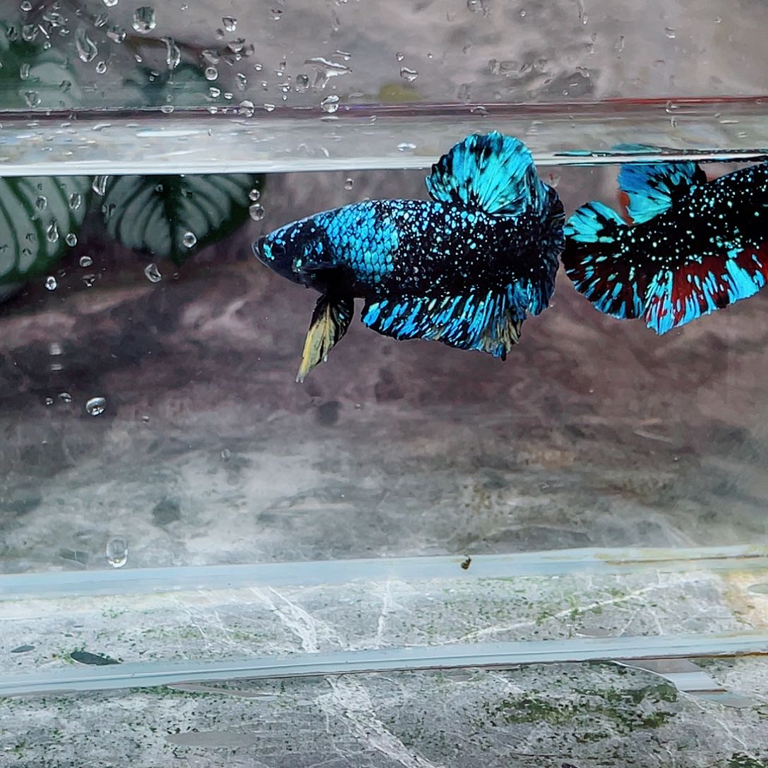 斗鱼育平斗鱼泰国斗鱼