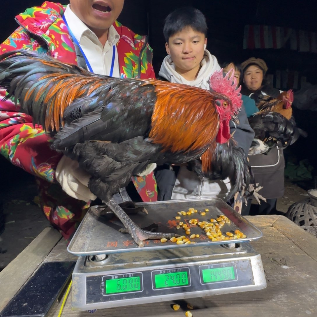 你***过红瑶鸡农村土鸡680286