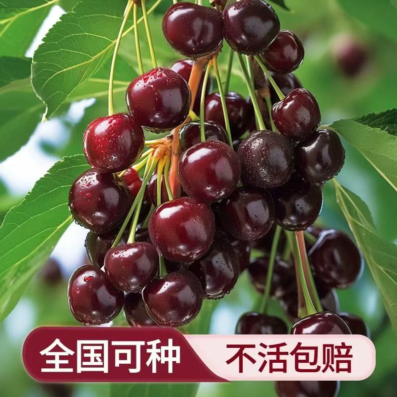 车厘子果树苗基地直异花授粉南方北方都可以种植