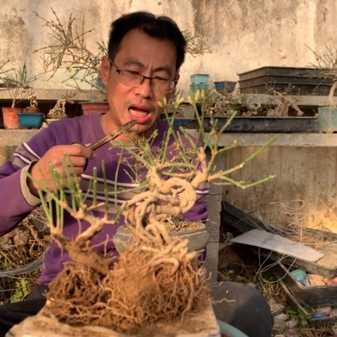 完全开放迎春花一颗