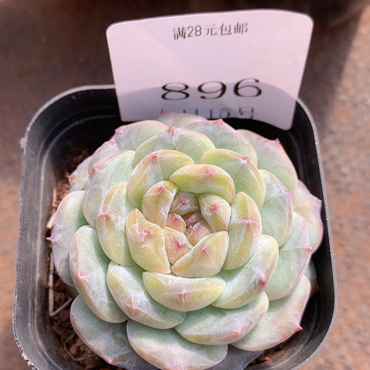 【闪购商品】云896