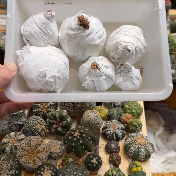 兜星球仙人球931号