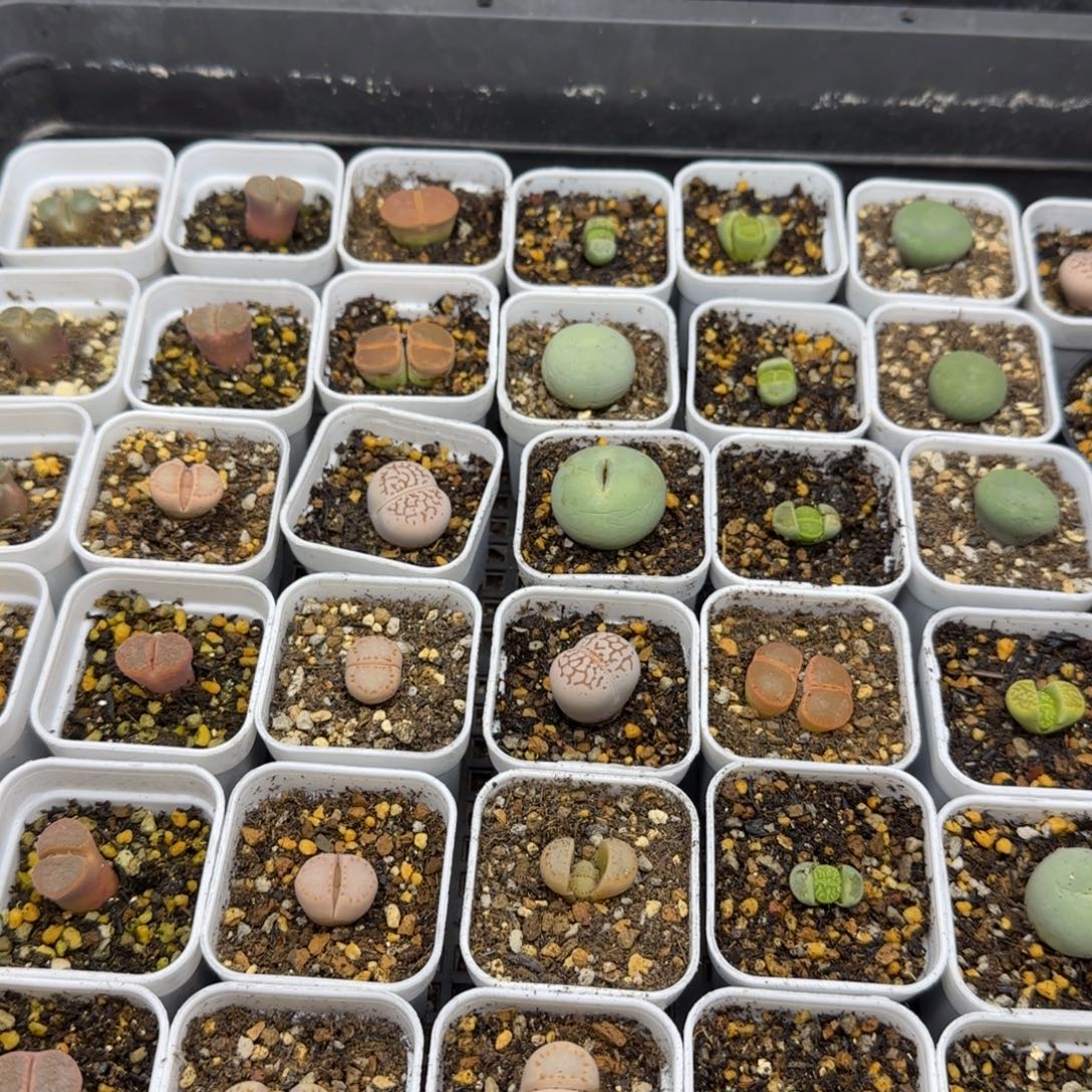 阑***雨默认脱土。18包邮。偏远88包邮