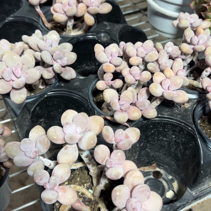 新疆包邮 桃蛋群