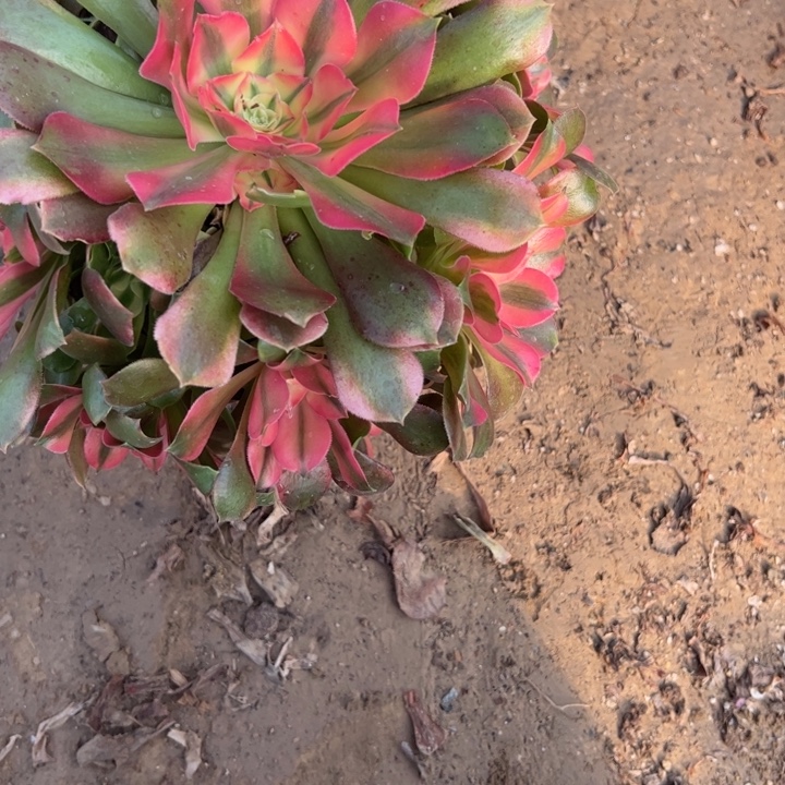 香妃多肉植物法师4777