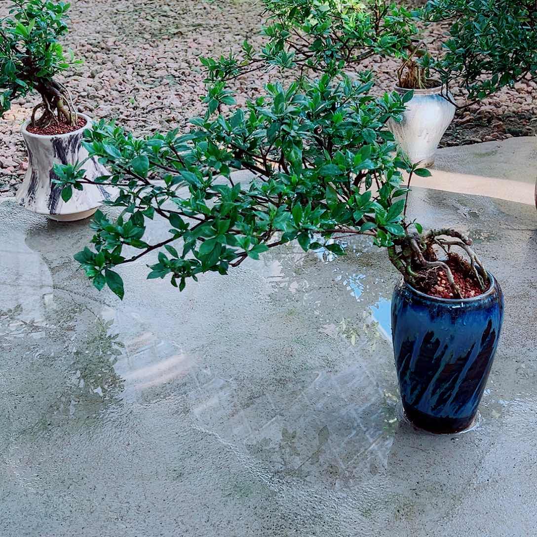 无花朵栀子花一物一拍四季花