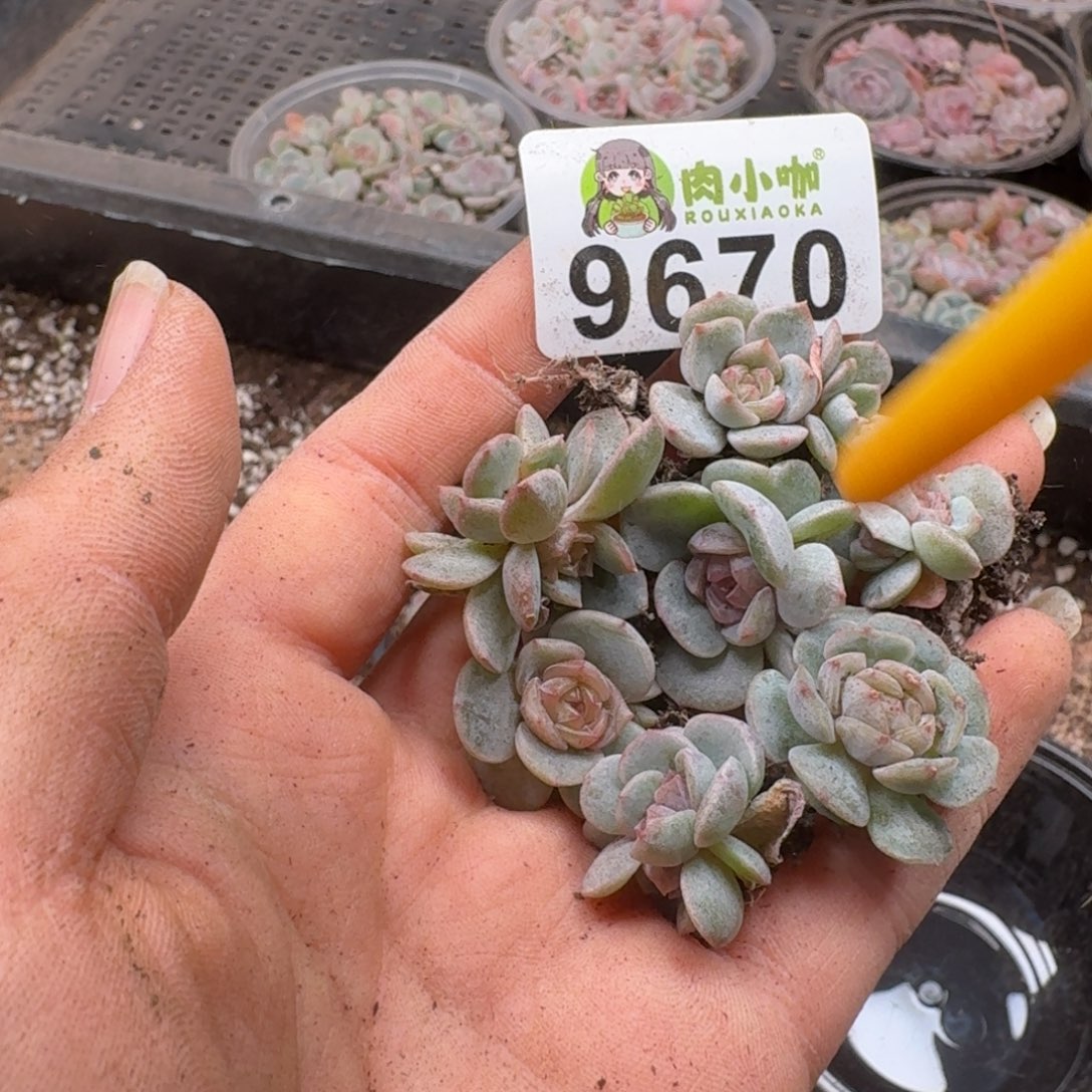 多肉植物多肉植物