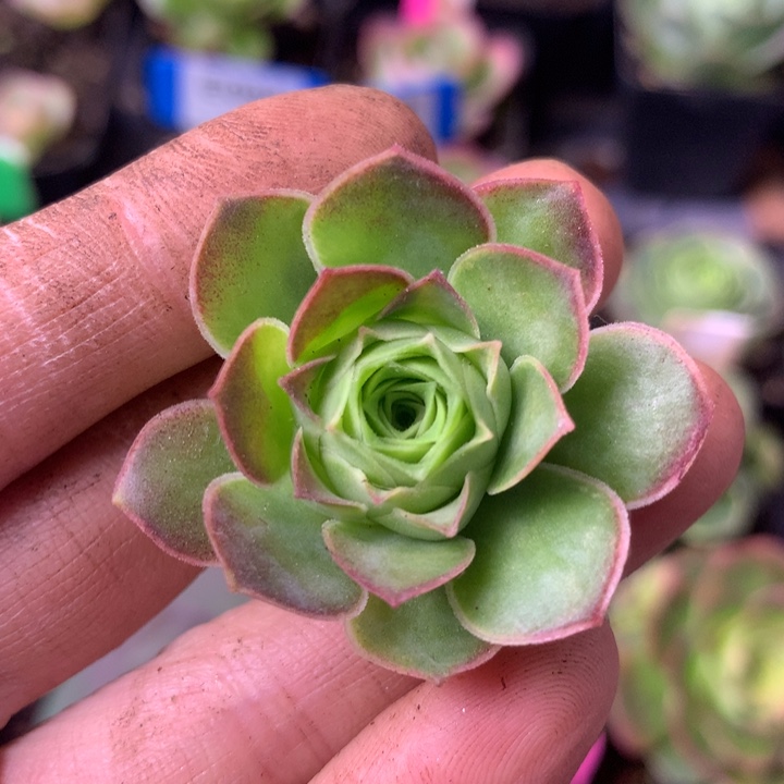 晚****一物一拍青衣侧牙