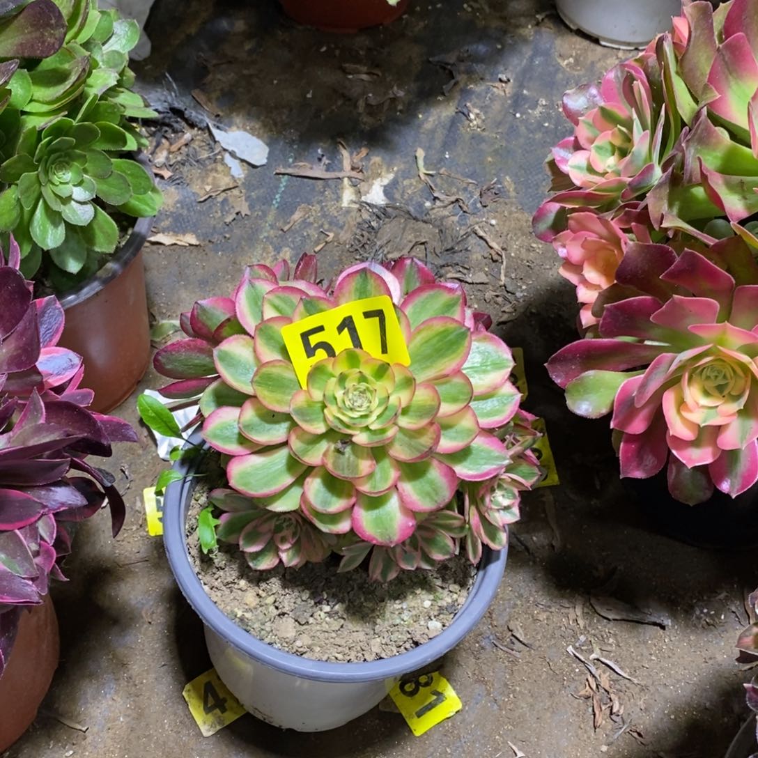 青城多肉法师517