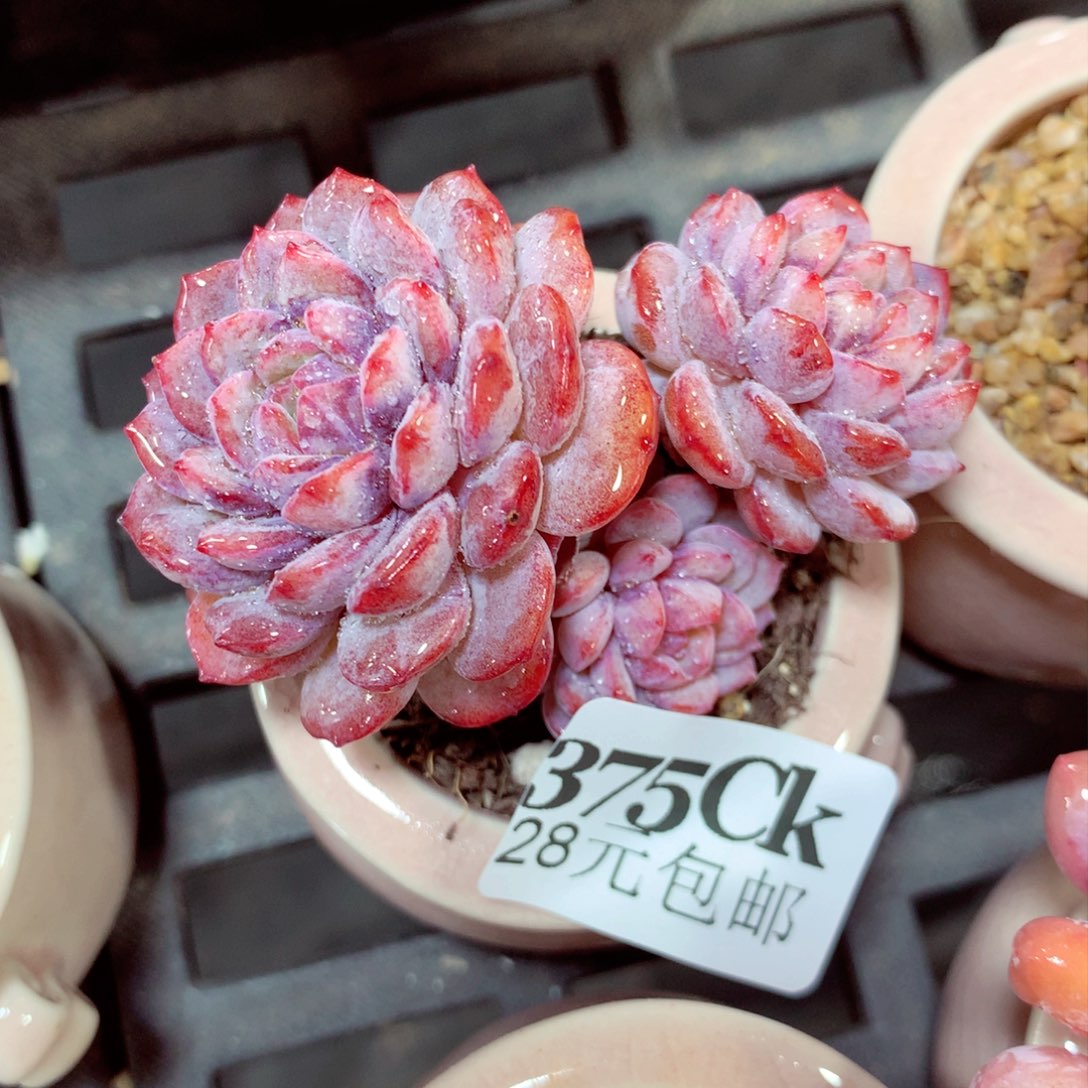 5厘米盆精控多肉375