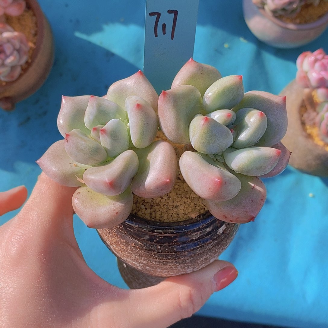 717多肉植物老桩