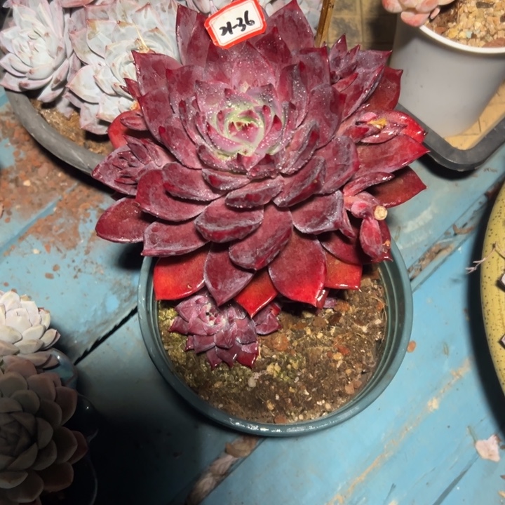 C***彦精品多肉植物老桩