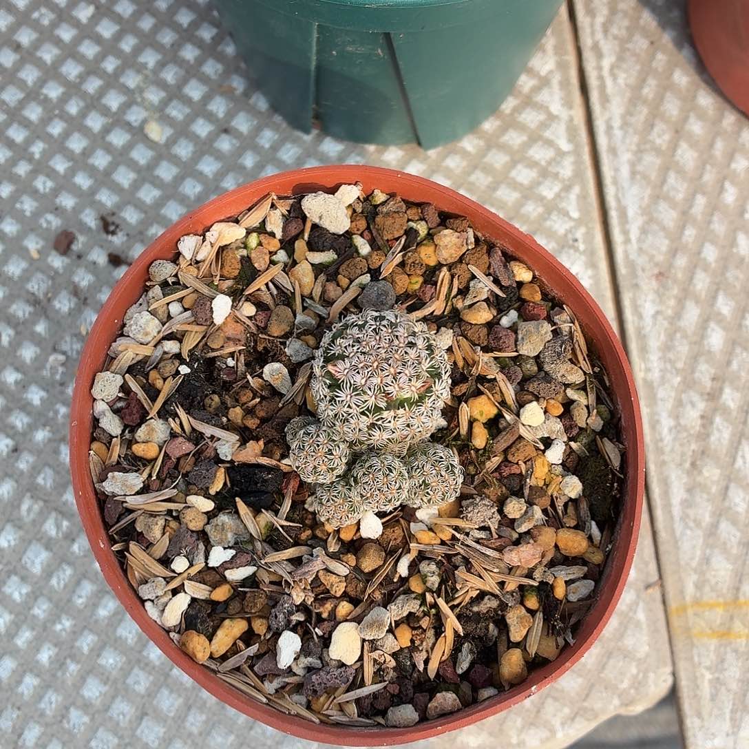 素***主无花朵克氏丸！！！！！！！