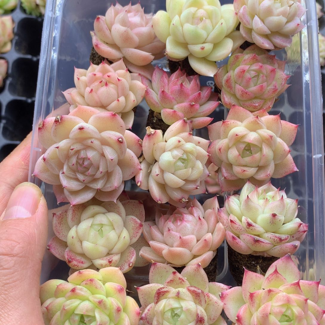 反反复复还是很开心的058