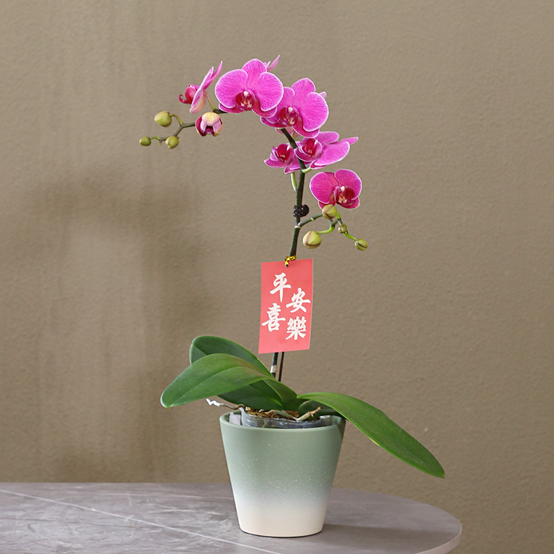  蝴蝶兰【梦叶罗丽】带花带盆组好伴手礼送礼茶桌婚礼客厅美化装饰