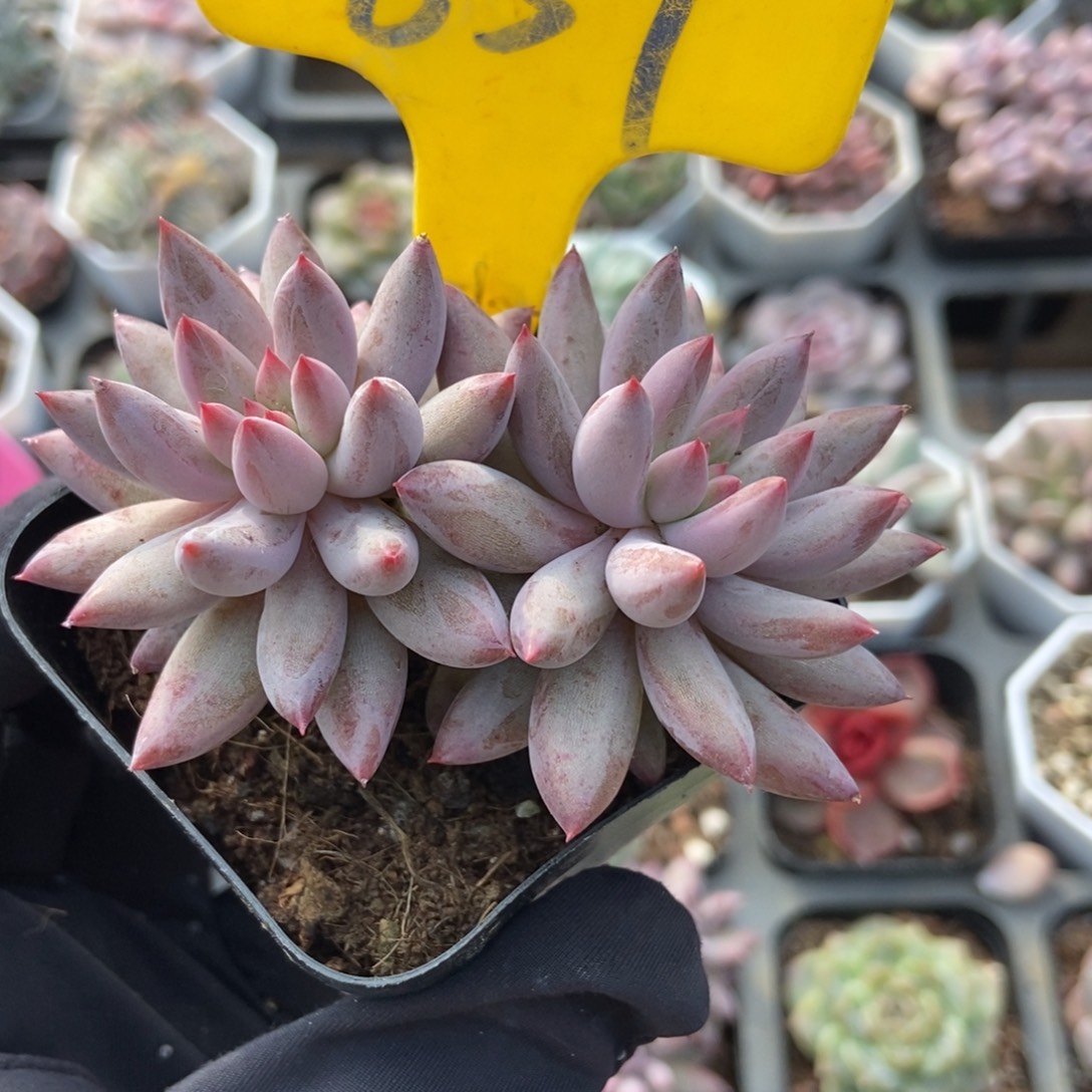 859虞美人多肉植物