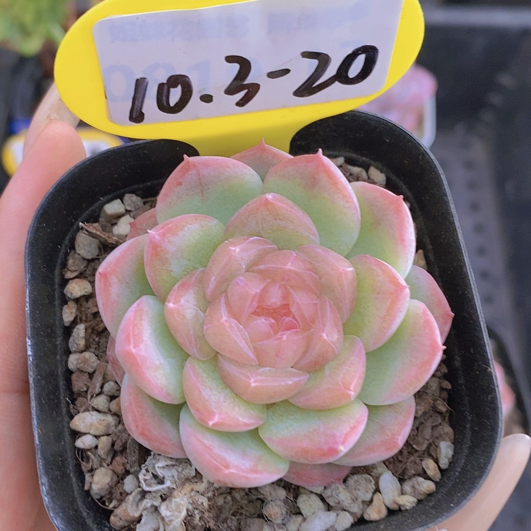 ****犀10.3-20-专拍白桃一颗