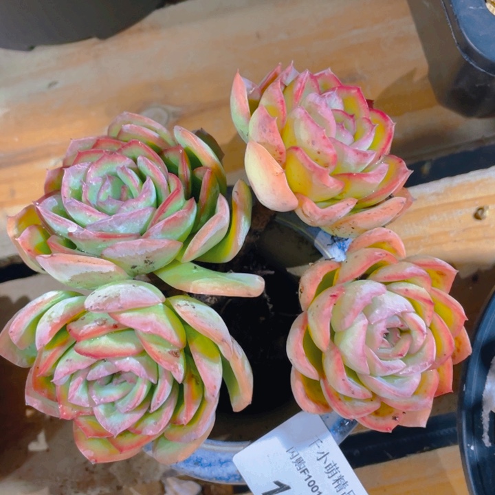 谢谢你的支持00000001180