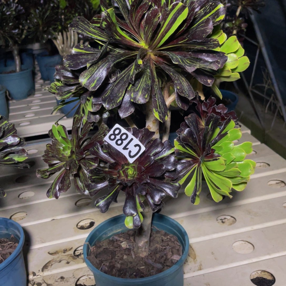 水墨丹青7//32包邮