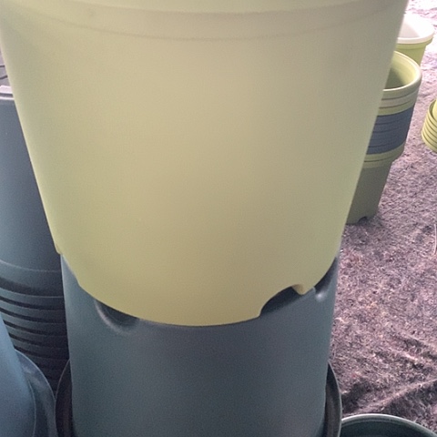 树脂5加果绿无托3个