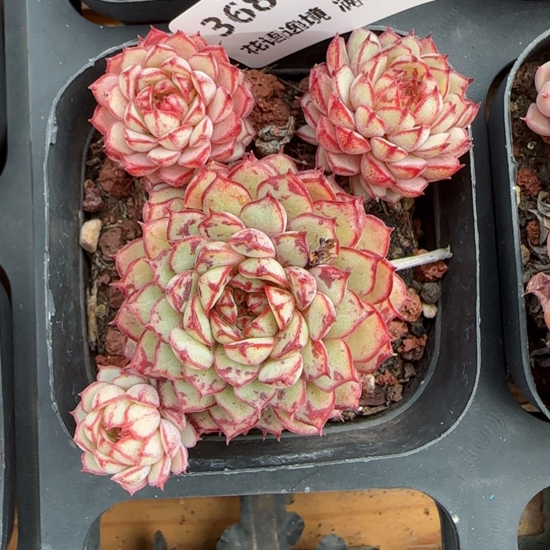 花语逸境0122-368