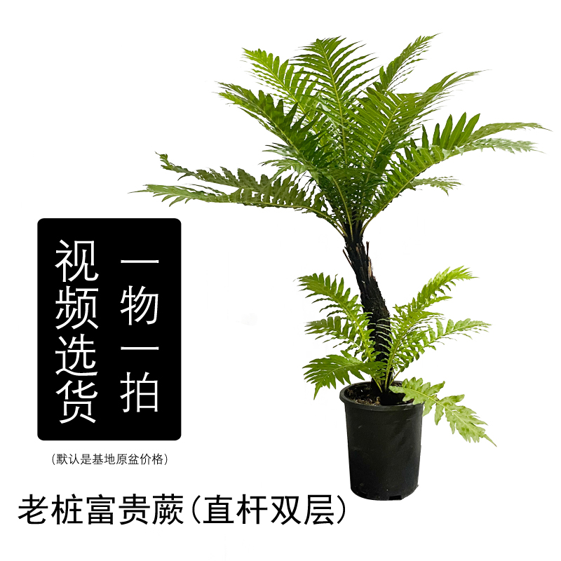 直杆双层桩高老桩富贵蕨桌面摆件吸甲醛美环境客厅绿植