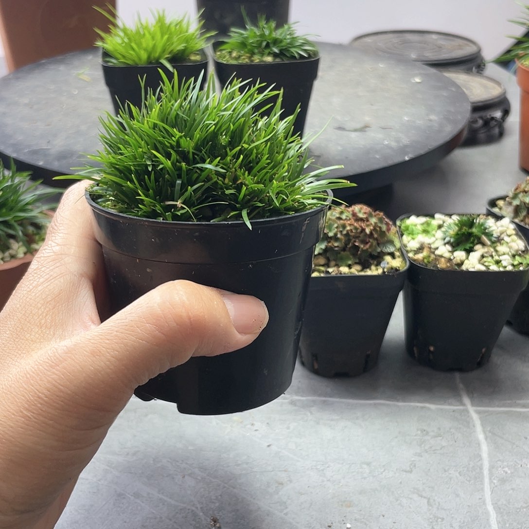 玩***志菖蒲贵川台8公分