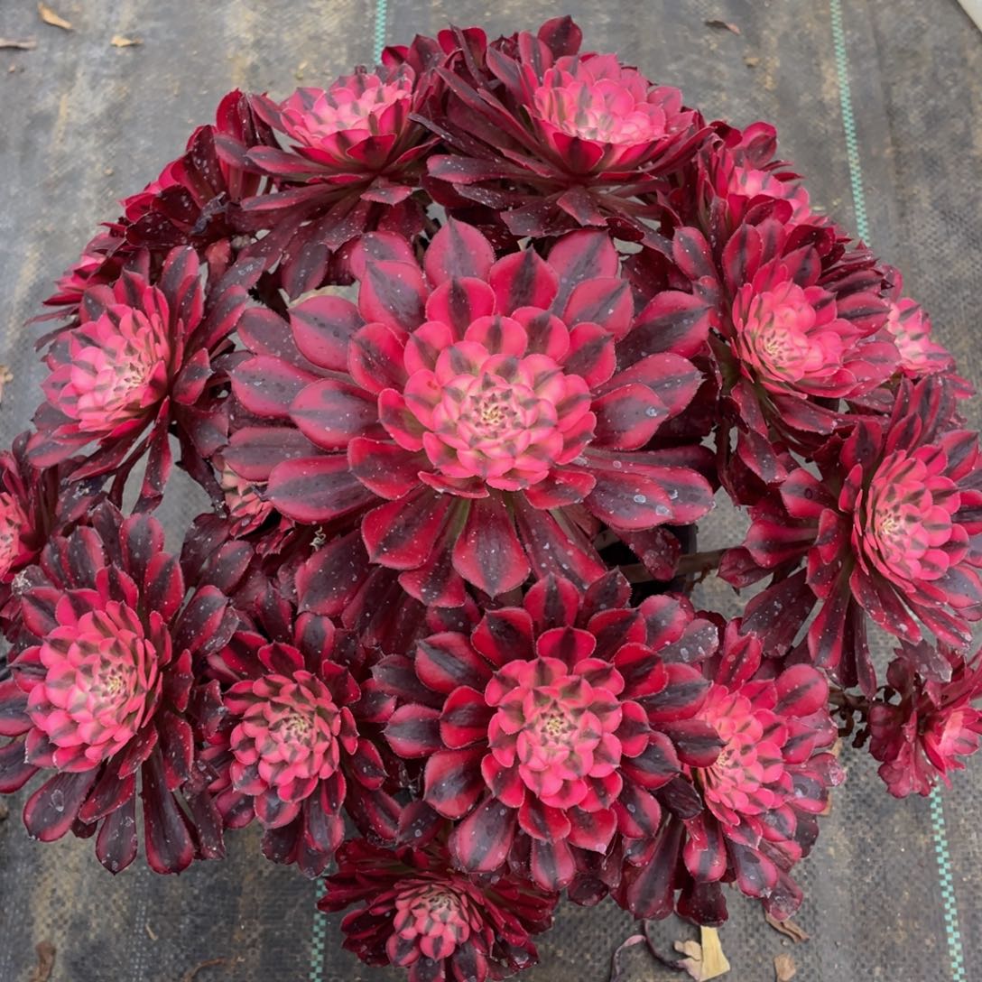 590红铜超白锦精品法师多肉